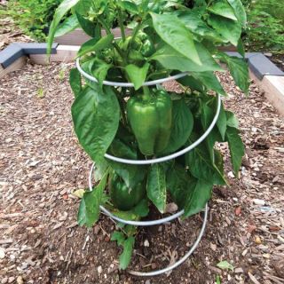 Pep-Up Pepper Support Thumbnail